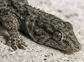 kanarischer Gecko