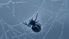 Spinne im Spinnennetz mit Wassertropfen